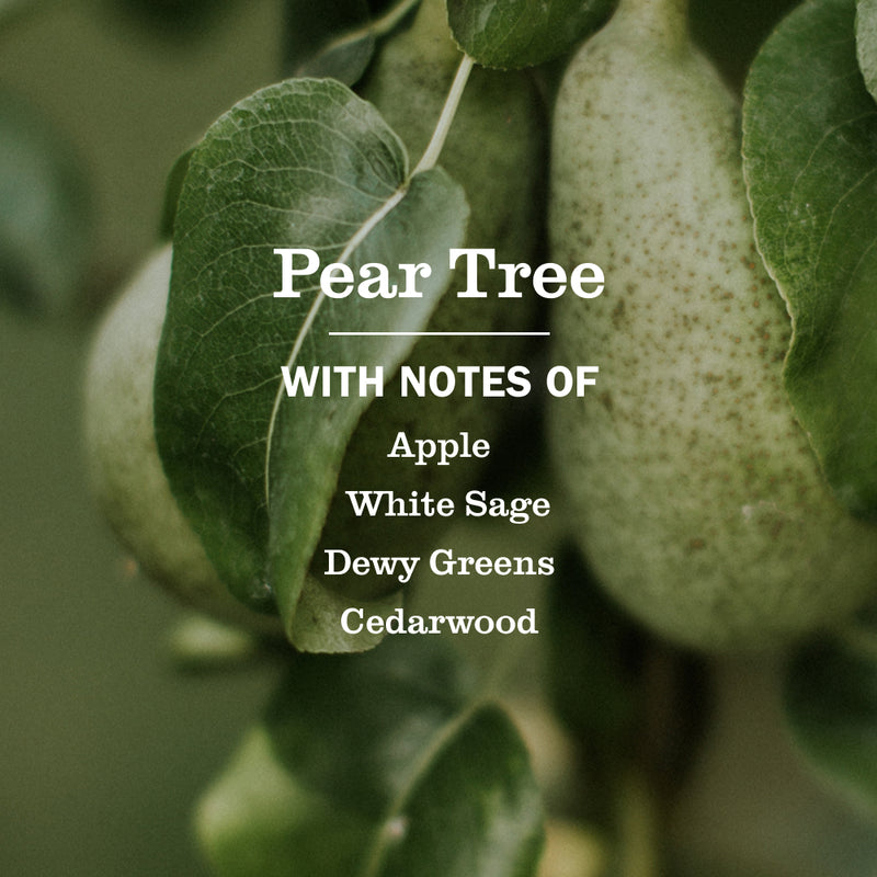 Pear Tree Dish Soap | Mrs. Meyer's
